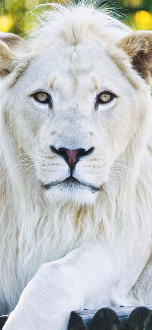 Animals Iphone — Redmi Note 15 Special Fundal