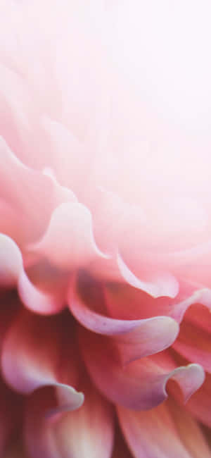 Light Pink Floral Iphone — Xiaomi 17 Pro Fundal