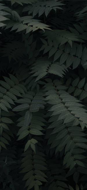 Plante Iphone — Galaxy A Fundal