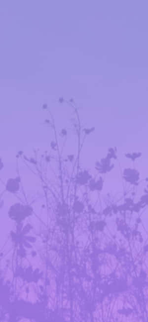 Imagini Estetice Violet — Tecno Camon Fundal
