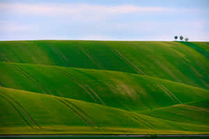 Fundal Natură Verde — MacBook Pro M3 Fundal