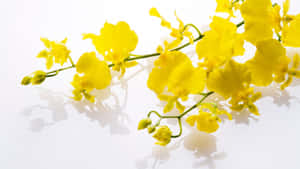 Fundal estetic galben — Estetică galbenă Fundal