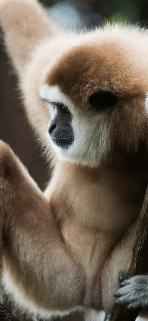 Fond iPhone Xs Max Gibbon — iPhone 14 Plus Fundal