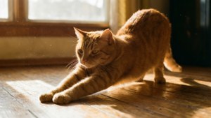 O pisică roșcată tigrată întinzându-se în lumina caldă a dimineții pe o podea din lemn. — Pisică Fundal