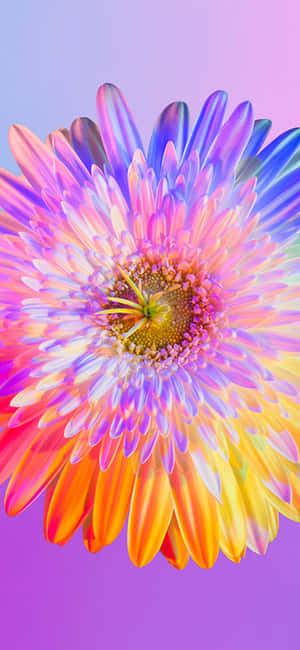 Floare Curcubeu iPhone — iPhone 11 Pro Max Fundal