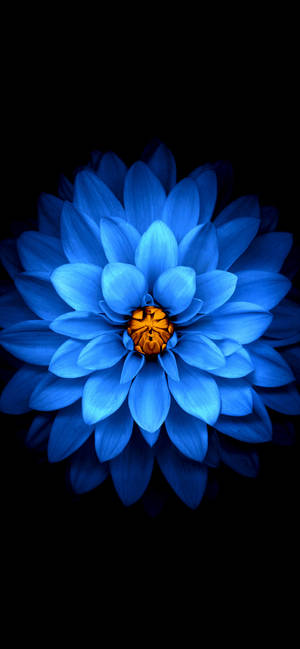 Iphone 11 pro max floare albastră wallpaper — iPhone 11 Pro Max Fundal