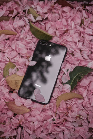Iphone 8 Flowers — iPhone 8 Fundal