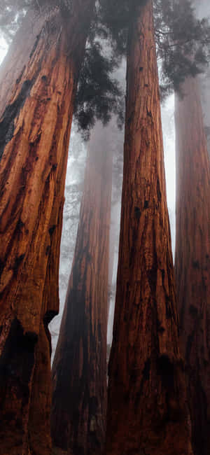 Trees Iphone — Redmi Note Fundal