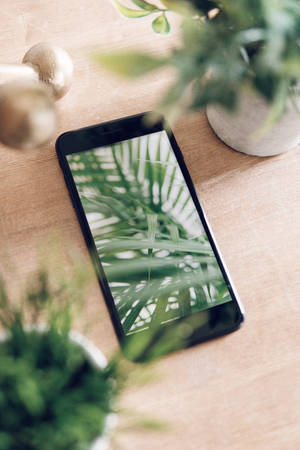 iPhone pe birou cu plante — Xiaomi Pad 9 Pro Fundal