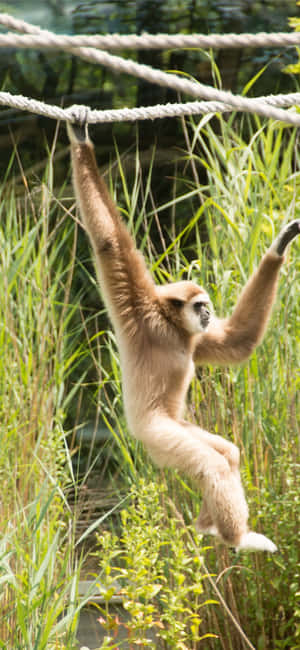Iphone X Gibbon Fundal — Oppo Find X10 Pro Max Fundal