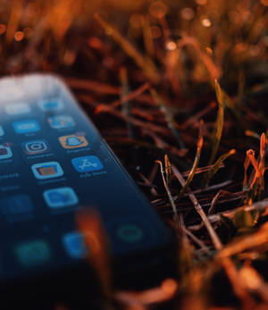 Iphone Xs pe frunze uscate Fundal de ecran — iPhone Xs Fundal