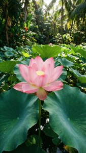 Lotus vibrant într-un iaz tropical, cu raze de soare filtrându-se prin frunziș. — Floare de lotus Fundal