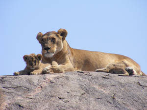 Leoaică și pui stând și relaxându-se pe o piatră uriașă sub soare, în Safari, Africa.