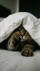 O labă de pisică care se ivește de sub o pătură. — Pisică Fundal