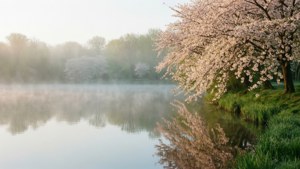 Lac cețos cu flori de cireș reflectându-se în lumina senină de dimineață.