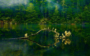 Fond de ecran lac verde pădure Oregon — Zori Fundal