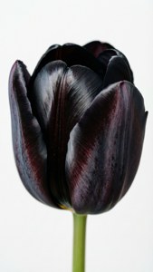 Fundal Fotografie de studio a unei lalele negre catifelate pe fundal alb.