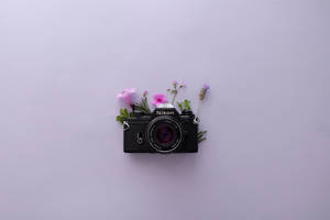 Lavandă Estetică și Aparat Foto Nikon — Levănțică estetică Fundal