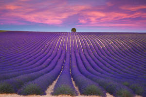 Lavender Aesthetic Rânduri Ordinate și Ceruri Violet — Levănțică estetică Fundal