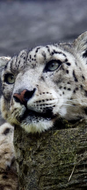 Snow Leopard — Vivo V70 Elite Fundal