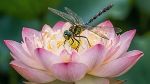 Macro a unui lotus cu o libelulă, fundal verde.