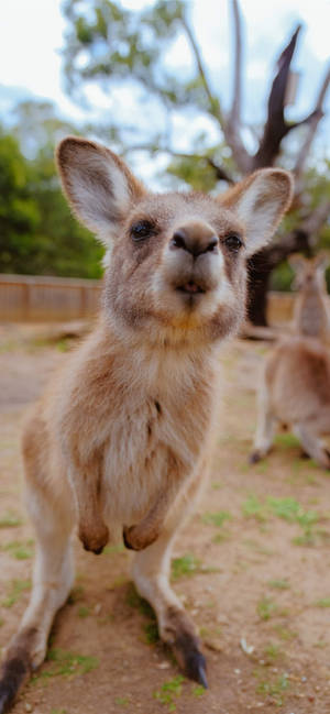 Fond de ecran Little Joey Kangaroo — iPhone 17 Pro Fundal