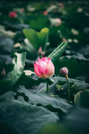 Lotus senin înflorind într-un iaz liniștit — Floare de lotus Fundal