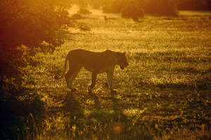 Luminoasă leoaică în Botswana — Leu Fundal