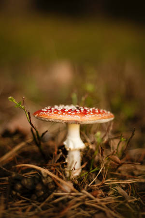 Macro Ciupercă Muscă Agarica Estetică — Estetică ciuperci Fundal