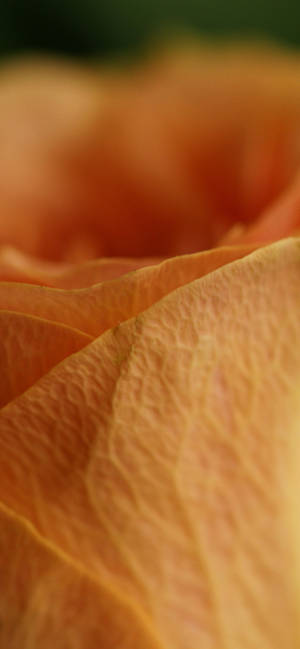 Macro petală de trandafir portocaliu wallpaper — iPhone 16 Plus Fundal