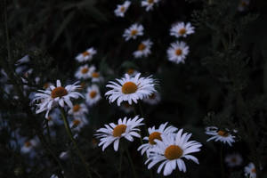 Margareta albă melancolică, fundal. — Amurg Fundal