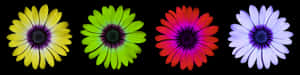 Margarete colorate pe fundal negru