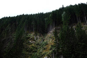 Tapet Marginea pădurii pe munte