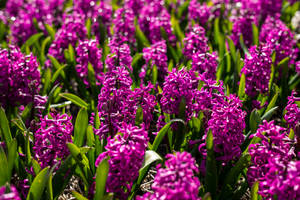 Miss Saigon Hyacinth Flower Field Wallpaper — 3:2 Fundal