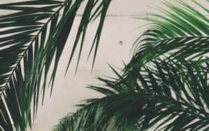 1280x800 — 1280x720 Fundal