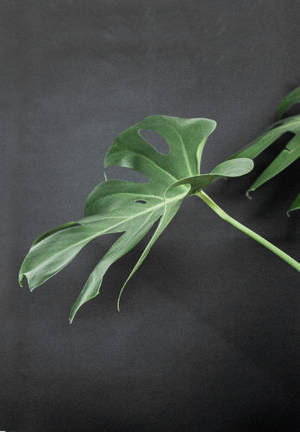 Monstera Pe Suprafață Neagră wallpaper — Oppo Pad 5 Fundal