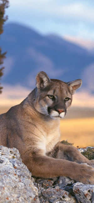 Imagini Mountain Lion — Honor 500 Pro Fundal