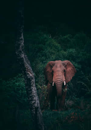 Laptop Elephant — Vivo Pad5 Fundal