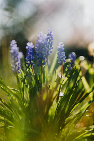 Muscari Flori Albastre Telefon — Huawei MatePad 11.5 (2025) Fundal