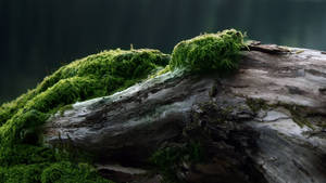 Fond de ecran Lemn îmbătrânit cu mușchi. — 2560x1440 Fundal