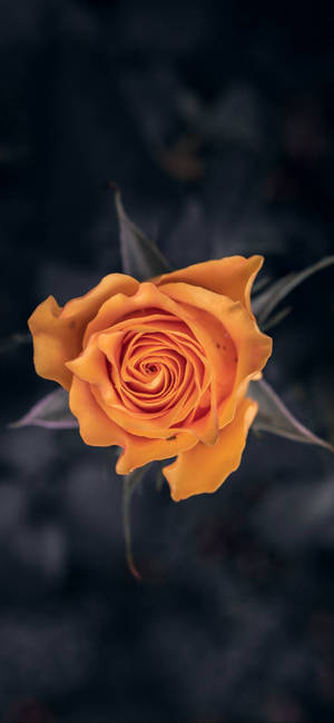 Note 10 Plus Orange Rose wallpaper — iPhone 15 Pro Fundal