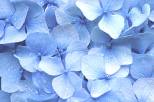 Fundal albastru pastel — Albastru pastel Fundal