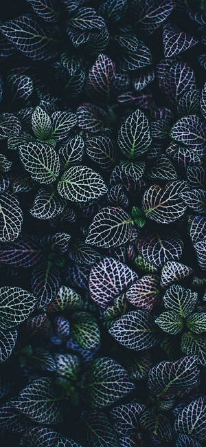 Plantă Iphone — Galaxy A57 Fundal