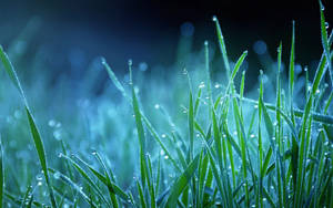 Wallpaper macro iarbă rouă noapte — Zori Fundal