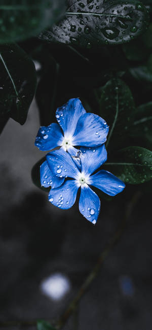 Plantă Iphone — Galaxy A18 Fundal