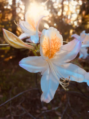 Imagini cu flori estetice — Estetic Floare Fundal