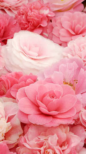Floare roz fundal