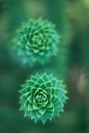 Fundal floare verde — iPad Pro 11 Fundal