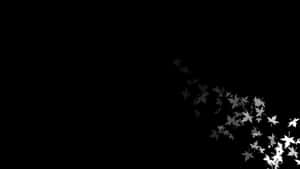 Imagini estetice alb-negru
