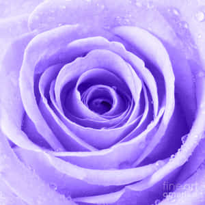 Imagini cu flori de trandafir — Floare de trandafir Fundal